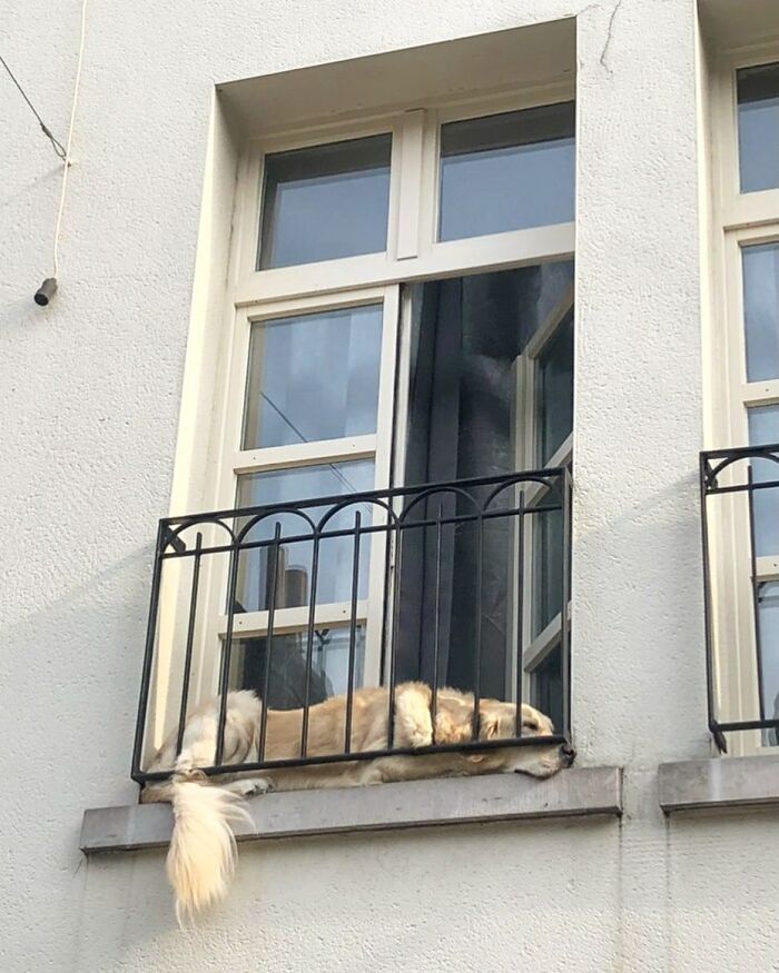 Who Knew Dogs Loved Window-Spotting So Much?