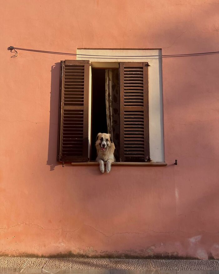 Who Knew Dogs Loved Window-Spotting So Much?