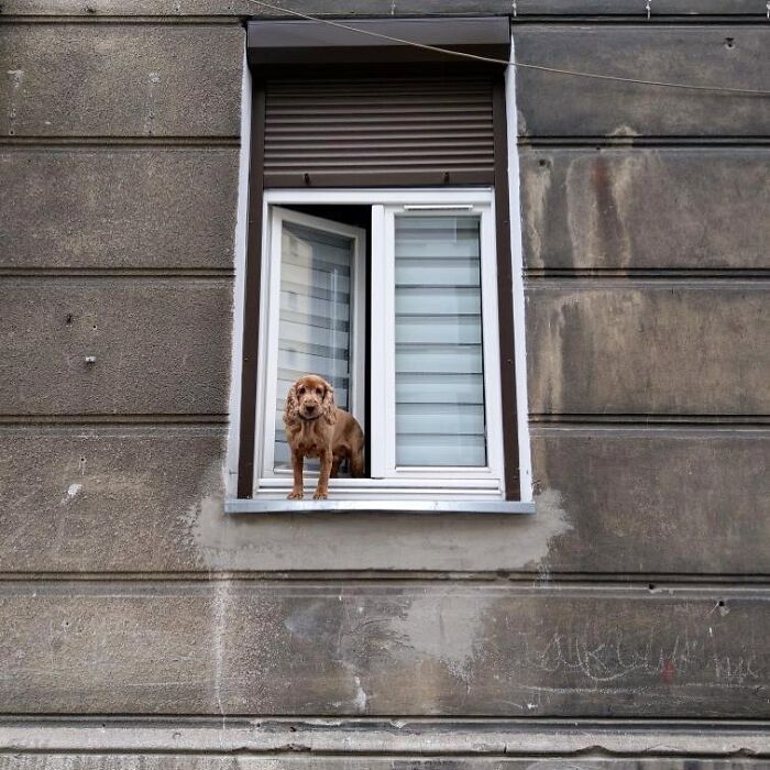 Who Knew Dogs Loved Window-Spotting So Much?