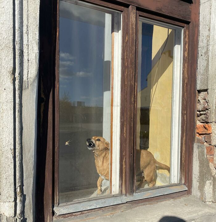 Who Knew Dogs Loved Window-Spotting So Much?