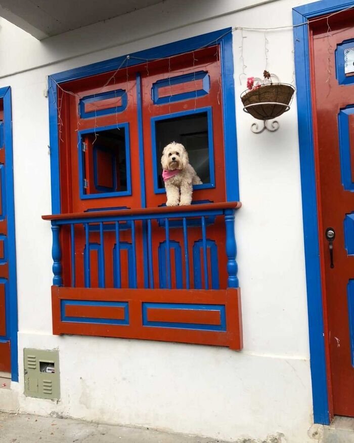 Who Knew Dogs Loved Window-Spotting So Much?