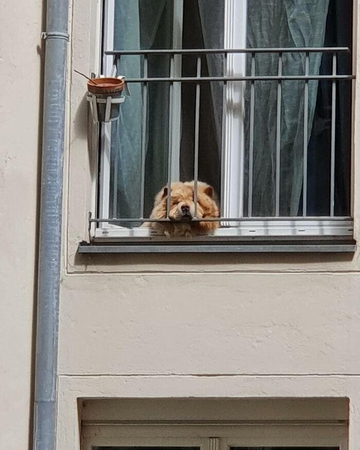 Who Knew Dogs Loved Window-Spotting So Much?