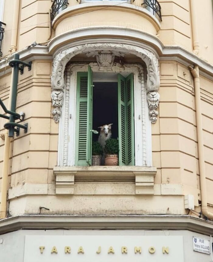Who Knew Dogs Loved Window-Spotting So Much?