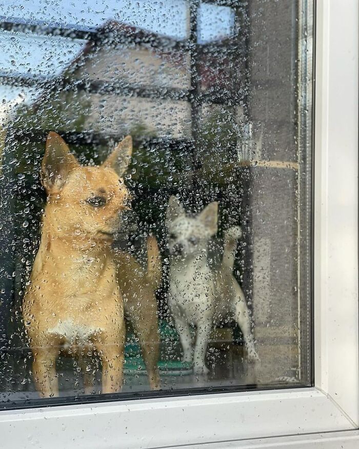 Who Knew Dogs Loved Window-Spotting So Much?