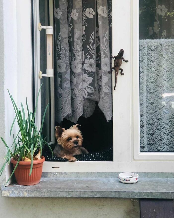 Who Knew Dogs Loved Window-Spotting So Much?