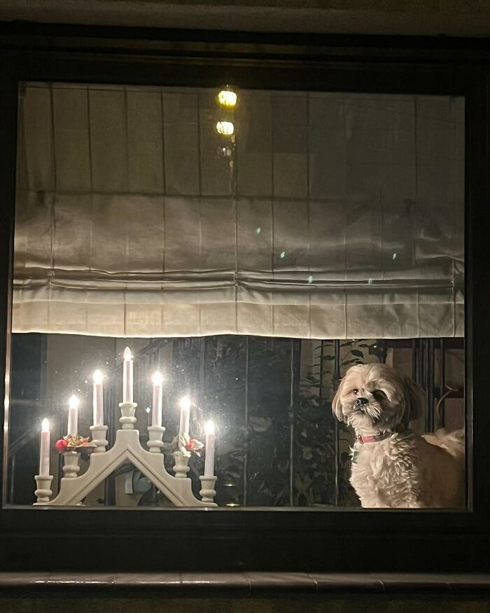 Who Knew Dogs Loved Window-Spotting So Much?