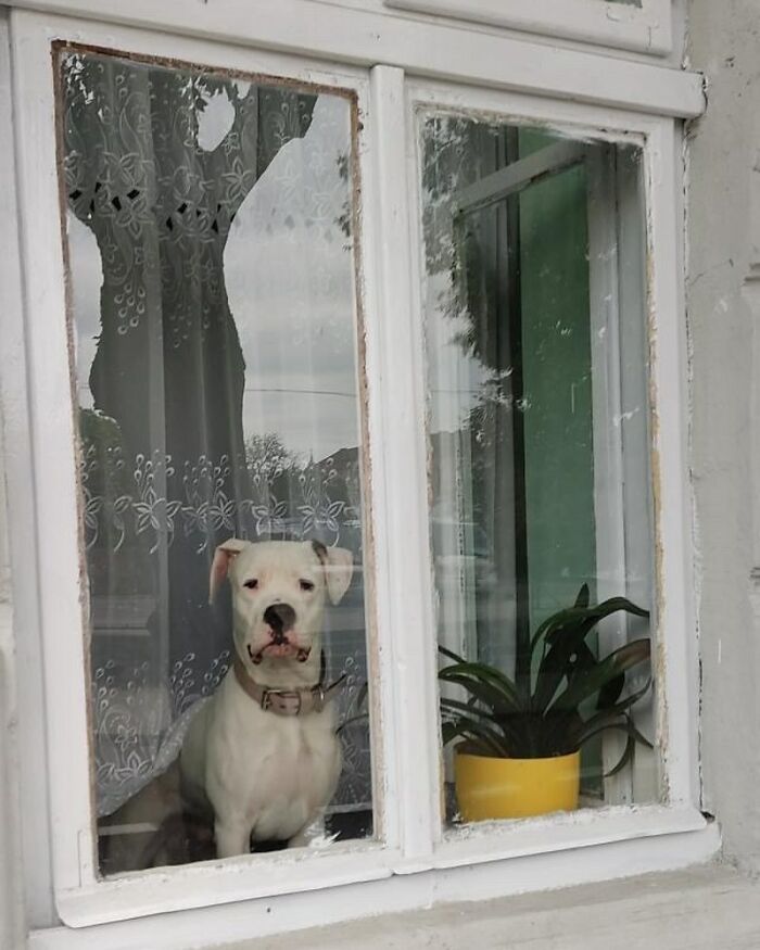 Who Knew Dogs Loved Window-Spotting So Much?