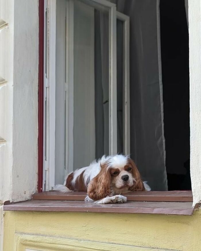 Who Knew Dogs Loved Window-Spotting So Much?