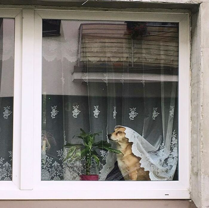 Who Knew Dogs Loved Window-Spotting So Much?