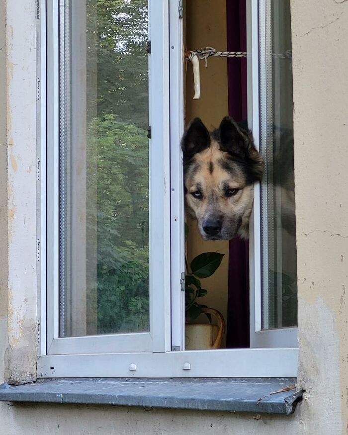 Who Knew Dogs Loved Window-Spotting So Much?