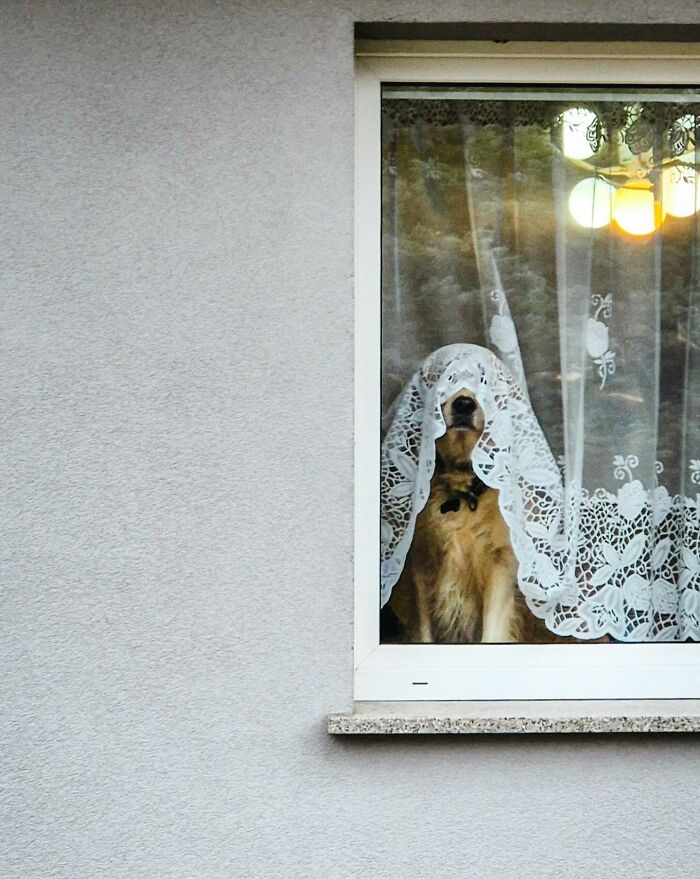 Who Knew Dogs Loved Window-Spotting So Much?