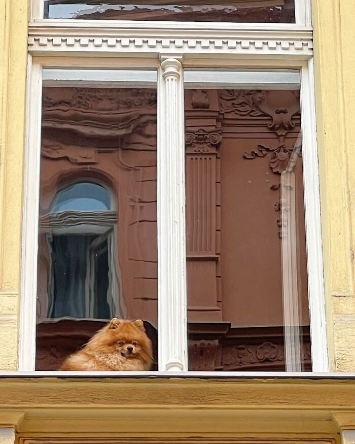 Who Knew Dogs Loved Window-Spotting So Much?