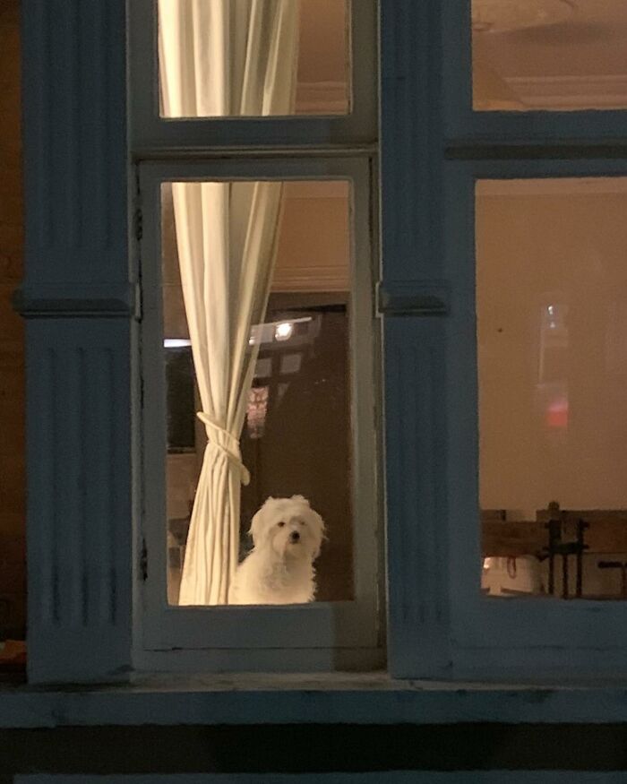 Who Knew Dogs Loved Window-Spotting So Much?