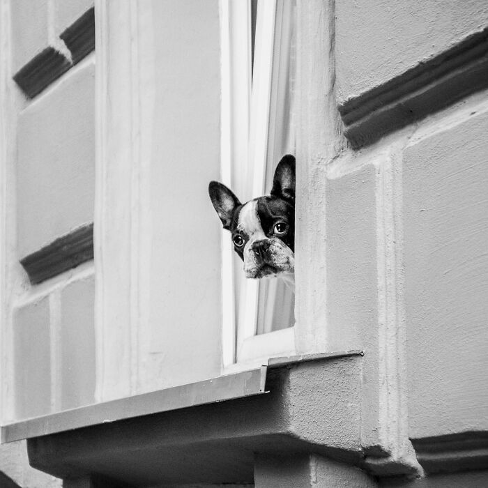 Who Knew Dogs Loved Window-Spotting So Much?