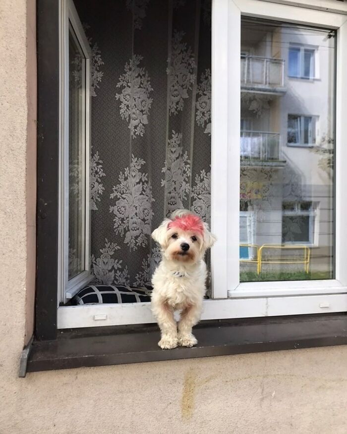 Who Knew Dogs Loved Window-Spotting So Much?