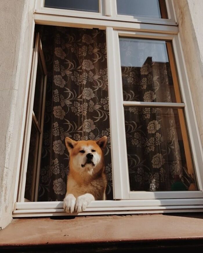 Who Knew Dogs Loved Window-Spotting So Much?