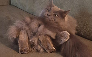 Wait, Are These Cat Cryptids Or Just Furry Weirdos?
