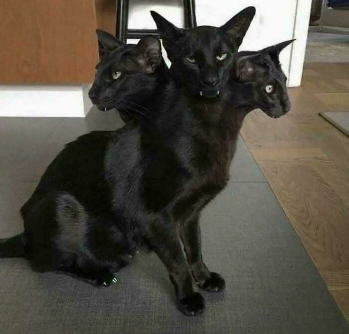 Cerberus Cat: Guardian of the Hallway