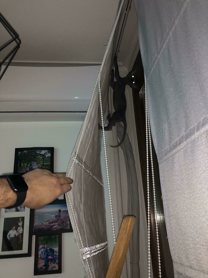 Fisha: The One That Looks Like It Belongs Underwater