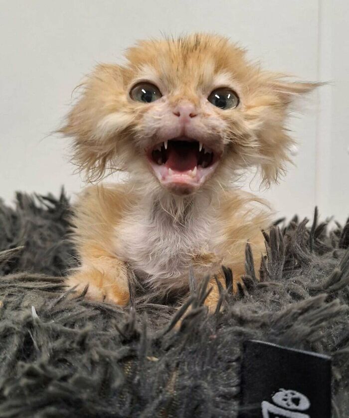 Truffle, The Special Little Cryptid Kitten