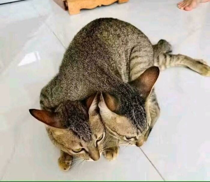 Two-Headed Feline Monster(?)