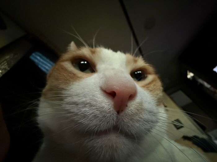 Creature On My Chest? Should I Be Worried?