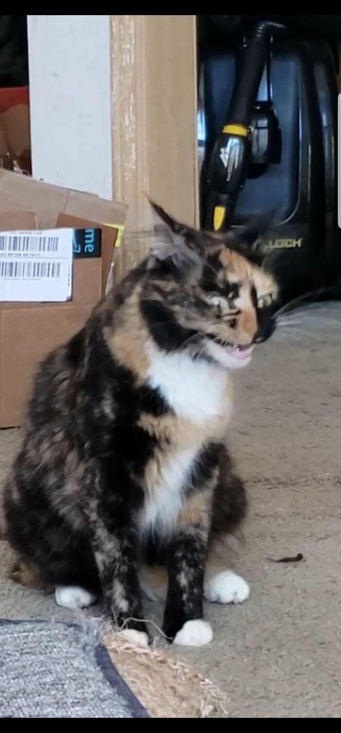 Some Seriously Cryptic Cat Expressions