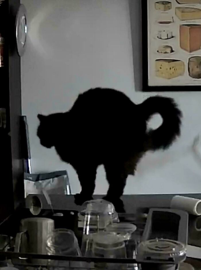 Cryptid Teapot Cat Caught on Security Cam