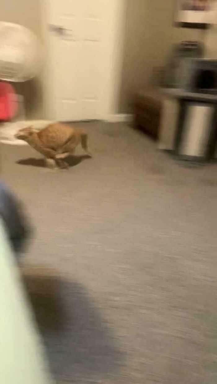 Too Fast To Snap: The Elusive Cryptid Feline