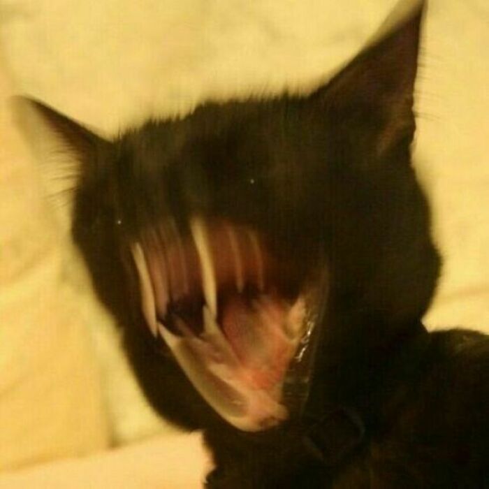 Just a Car... with a Cryptid Inside?