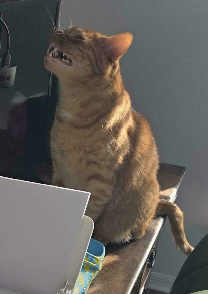 Caught Mid Transformation: Gremlin Mode Activated