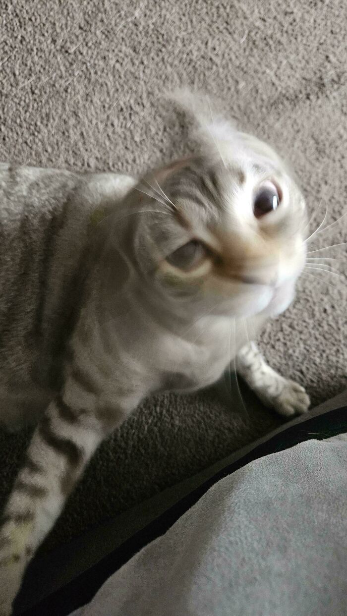 Mid Head-Shake But Still Looks Like a Beast