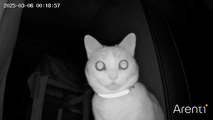 Checked My Cat Cam and Witnessed This Creature
