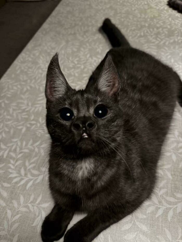 But Here’s The Sniffer—Up Close And Personal