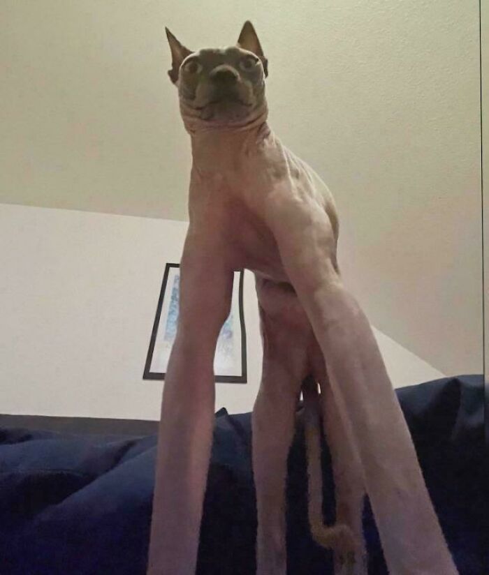 Tall Boy: The Longest Cat We’ve Spotted