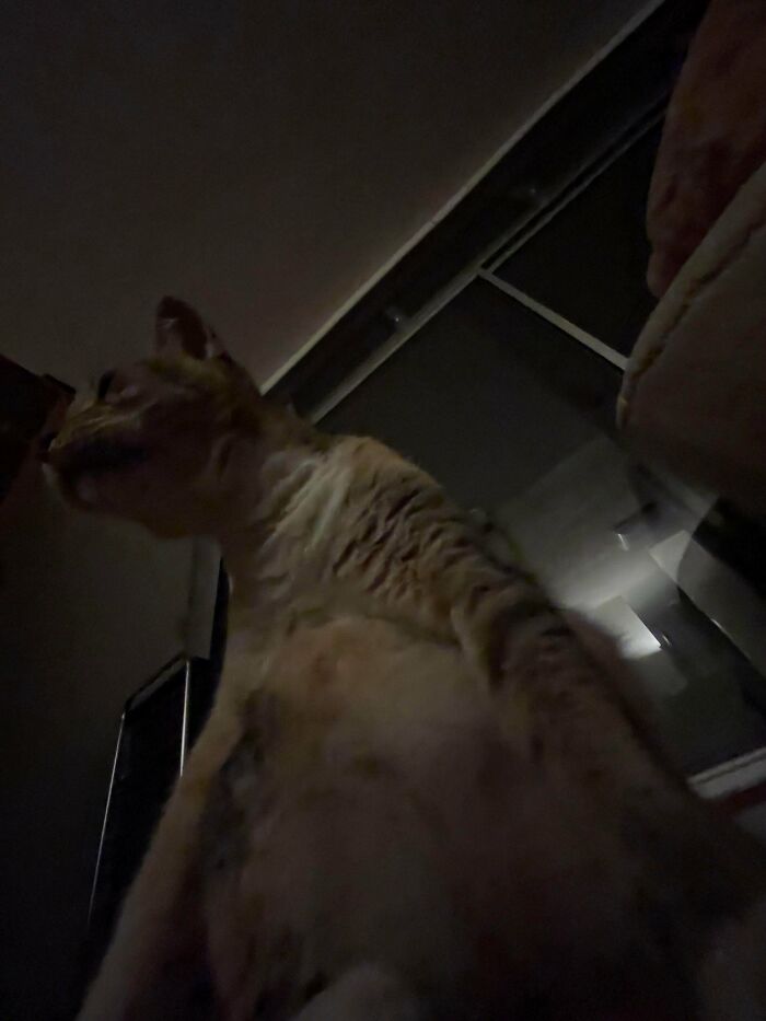 First Sighting Of The Unknown Feline