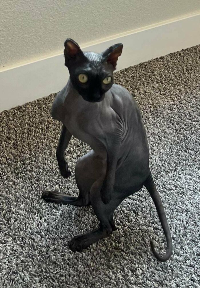 My Sister’s Messed-Up Thing (Still A Cat, Somehow)