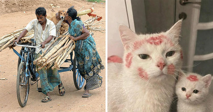 Wait, Animals Did WHAT? 40 Pics That Totally Made Our Day