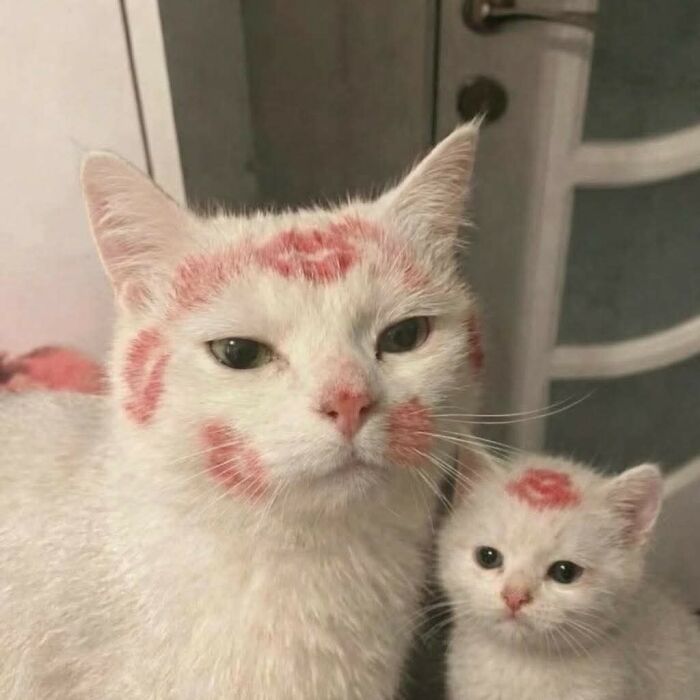 Wait, Animals Did WHAT? 40 Pics That Totally Made Our Day