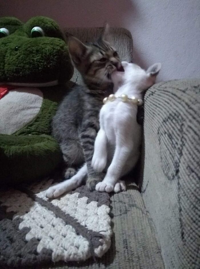 Wait, Animals Did WHAT? 40 Pics That Totally Made Our Day