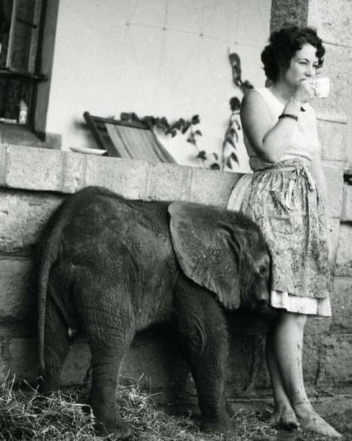 Check Out Dame Daphne With Her Elephant Squad in 1960 Kenya