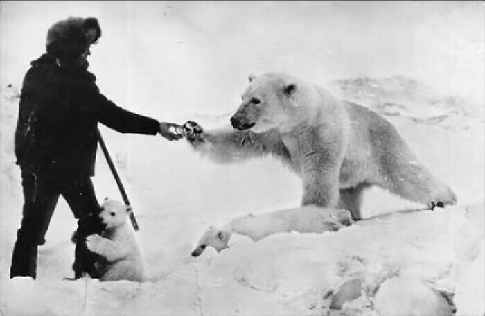 Russian Explorer Doing the Ultimate Snack Time with Polar Bears, 1976