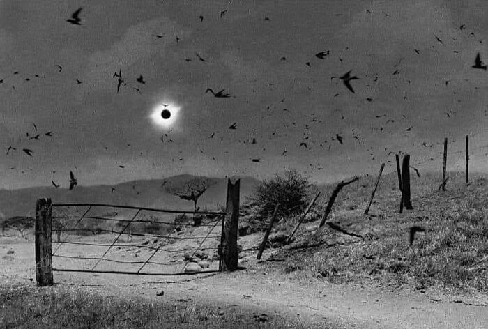 Birds Totally Freak Out During Solar Eclipse, Mexico 1991
