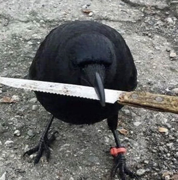Canada’s Crow Burglar