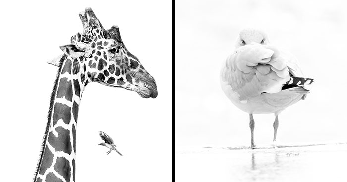 Wait, They Actually Ranked These Stunning Black & White Animal Shots?!