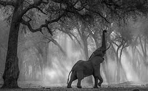 Wait, They Actually Ranked These Stunning Black & White Animal Shots?!