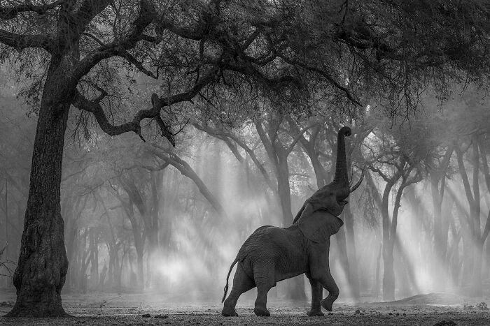 "Black And White_elephant" By Sergey Gorshkov — Majestic and Moody