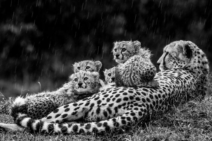 "Eyes Raised High" By Laura Dyer — Rainy-Day Alertness!