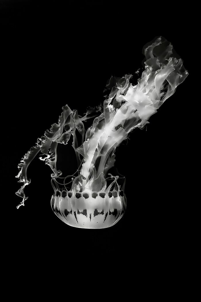 "Drifters In Monochrome" By Christina Ford — Jellyfish Magic