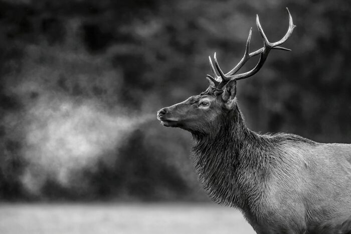"Exhale" By Richard Bagdasarian — Morning Breath, Elk Edition